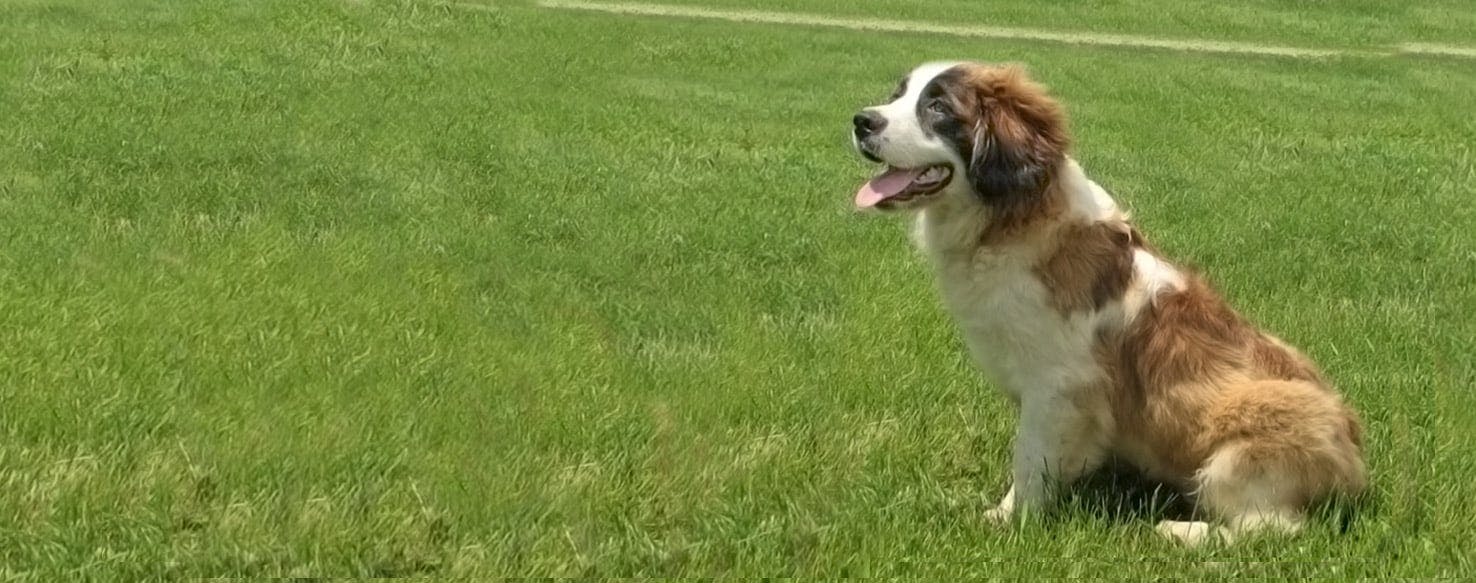 Mini st bernard hot sale puppies